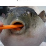 AEUGH | my mom: here comes the airplane weee 
1 year old me: | image tagged in pufferfish eating carrot | made w/ Imgflip meme maker