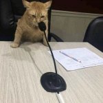 cat saying ‘would’ into microphone template