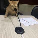 cat saying ‘would’ into microphone template meme