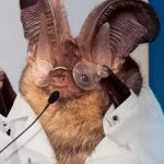 Science Bat