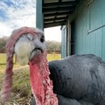 turkey GIF Template
