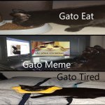 Life of a Gato