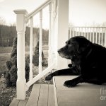 Old dog on porch