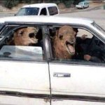 Camels in a car