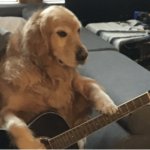 dog with guitar