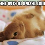 Bunny | I AM JUST TRYING TO READ THE TEXT | image tagged in bunny | made w/ Imgflip meme maker