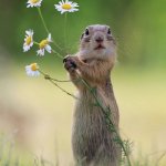 flower squirrel | STOP TAKING PICTURES!! YOU WILL SPOIL; THE SURPRISE FOR MY CRUSH | image tagged in flower squirrel | made w/ Imgflip meme maker