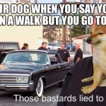 Doggo | YOUR DOG WHEN YOU SAY YOUR GOING ON A WALK BUT YOU GO TO THE VET | image tagged in those basterds lied to me,memes | made w/ Imgflip meme maker