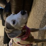 Thinking dog