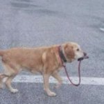Dog walking template