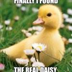 duck flowers cute | FINALLY I FOUND; THE REAL DAISY | image tagged in duck flowers cute | made w/ Imgflip meme maker