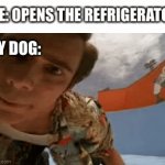 My Dog When I Open The Refrigerator | ME: OPENS THE REFRIGERATOR; MY DOG: | image tagged in gifs,refrigerator,dog,begging,for me | made w/ Imgflip video-to-gif maker