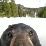 Bear Nose