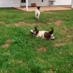 Fainting Goat GIF Template