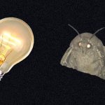 moth and lamp