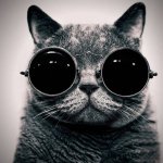Hipster Cat