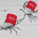 MAGA crabs in a bucket