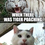 Tiger cat | WHEN THERE WAS TIGER POACHING; TIGERS NOW | image tagged in tiger cat | made w/ Imgflip meme maker