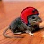 mouse with foot ball helmet