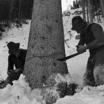 lumberjacks