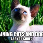 cat looking at sky | RAINING CATS AND DOGS? ARE YOU SURE? | image tagged in cat looking at sky | made w/ Imgflip meme maker