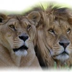 Lioness and Lion