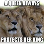 Lioness and Lion | A QUEEN ALWAYS; PROTECTS HER KING | image tagged in lioness and lion | made w/ Imgflip meme maker