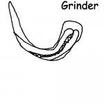 Grinder