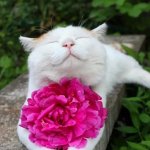 Flower cat template
