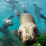 seal diver