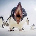 cursed penguin meme