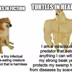 I like turtles | TURTLES IN REAL LIFE; TURTLES IN FICTION; I am a voracious predator that eats anything I can with my strong beak yet protects my swamp home from diseases by scavenging; I am a tiny infectual lettuce-eating creature in a pond that is harmless | image tagged in buff doge vs cheems reversed,memes,turtles,zoology memes,animals,funny memes | made w/ Imgflip meme maker