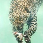 Underwater Jaguar