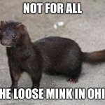 Giving Florida a run for its money | NOT FOR ALL; THE LOOSE MINK IN OHIO | image tagged in mink | made w/ Imgflip meme maker