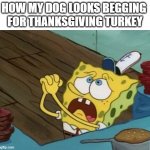 Spongebob Begging | HOW MY DOG LOOKS BEGGING 
FOR THANKSGIVING TURKEY | image tagged in spongebob begging,thanksgiving,funny,spongebob,begging | made w/ Imgflip meme maker