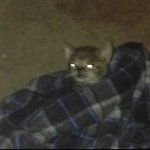 Cat in a blanket meme
