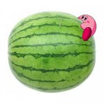 Nom | image tagged in watermelon | made w/ Imgflip meme maker