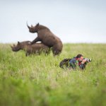 Rhinos Humping Behind Oblivious Photographer
