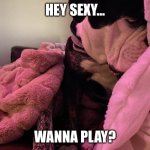 Sexy Coda | HEY SEXY…; WANNA PLAY? | image tagged in sexy,puppy,dogs,funny dogs,i love you,play | made w/ Imgflip meme maker
