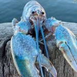 blue lobster