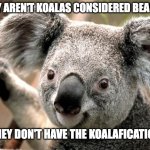 koala  | WHY AREN'T KOALAS CONSIDERED BEARS? THEY DON'T HAVE; THE KOALAFICATIONS. | image tagged in koala | made w/ Imgflip meme maker