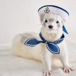 Petty Officer Weasel Sailor JPP