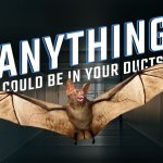 Anything could be in your ducts