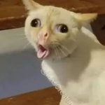 Funny cat meme