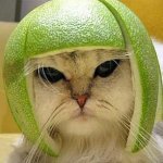 Helmet grumpy cat