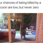 Evil Plotting Raccoon