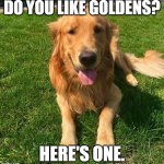 To cheer you up while you're scrolling. | DO YOU LIKE GOLDENS? HERE'S ONE. | image tagged in golden retriever,fluffy,cute,adorable,doggo,aww | made w/ Imgflip meme maker
