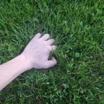 Touching grass meme