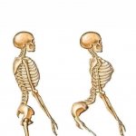 Two Skeletons