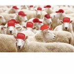 Maga Sheep